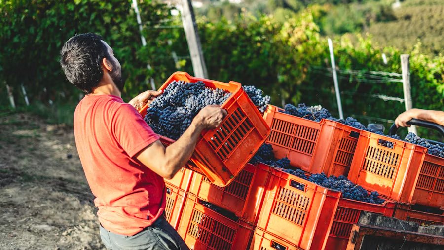 Un vigneron vide une caisse de raisin pendant les vendanges